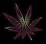 Marijuana
