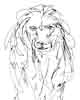 Lion Sketch